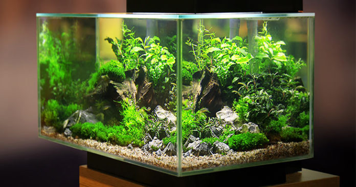 Live Aquarium Plants